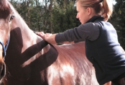 Chiropraktik Pferde